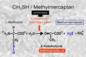 16-wissenschaftliche-grundlagen-einfuehrung-ch3sh