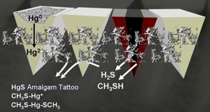 19-wissenschaftliche-grundlagen-einfuehrung-hgh2s-mund