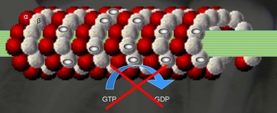 21-wissenschaftliche-grundlagen-einfuehrung-alzheimer-link-tubulin2