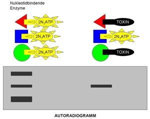 13-wissenschaftliche-grundlagen-einfuehrung-autoradiogramm