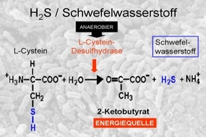 17-wissenschaftliche-grundlagen-einfuehrung-h2s