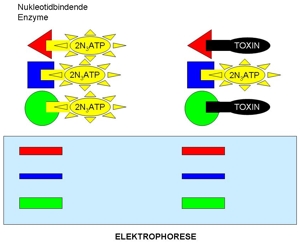 12-wissenschaftliche-grundlagen-einfuehrung-elektrophorese