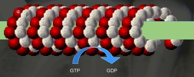 20-wissenschaftliche-grundlagen-einfuehrung-alzheimer-link-tubulin1